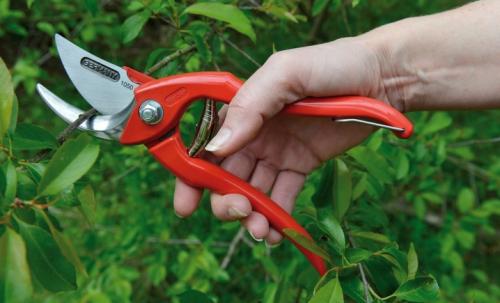 Когда обрезать груши и яблони. Зачем обрезать деревья 08 Когда обрезать груши и яблони. Зачем обрезать деревья 08