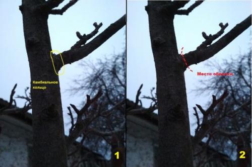 Можно ли обрезать у груши верхушку. Какой бывает обрезка