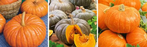 Почему нужно обязательно выращивать тыкву. КАК ПРАВИЛЬНО ВЫРАСТИТЬ ТЫКВУ НА СВОЕМ УЧАСТКЕ