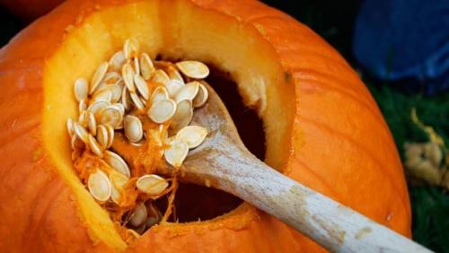 Как вырастить тыкву из семечки. Выбор и подготовка семян