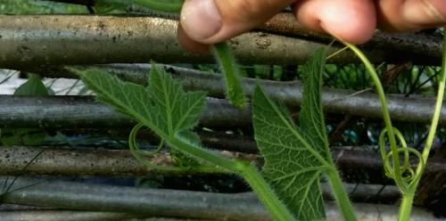 Как прищипывать тыкву. Правильное прищипывание тыквы: правила и советы