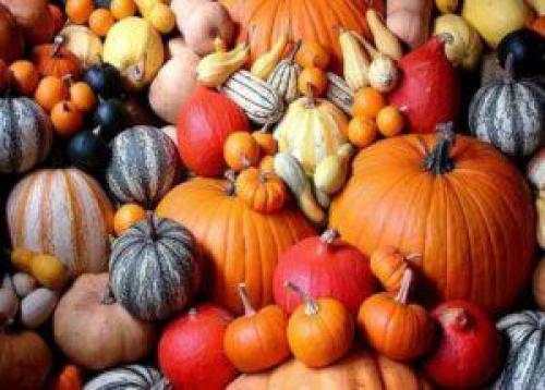 Как вырастить тыкву из семечки дома. Как можно вырастить тыкву у себя на балконе?