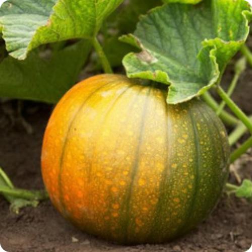 Почему нужно обязательно выращивать тыкву. КАК ПРАВИЛЬНО ВЫРАСТИТЬ ТЫКВУ НА СВОЕМ УЧАСТКЕ