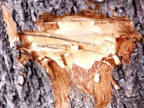 Как избавиться от клена на участке навсегда. Почему американский клен нужно уничтожать 11 Как избавиться от клена на участке навсегда. Почему американский клен нужно уничтожать 11