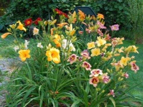 Как подготовить лилиейники к зиме. Подкормка 09