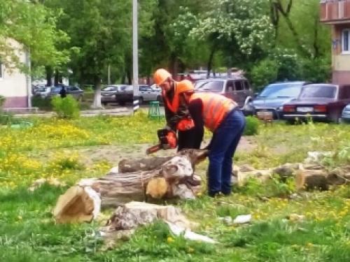 Как избавиться от клена на участке навсегда. Почему американский клен нужно уничтожать 08 Как избавиться от клена на участке навсегда. Почему американский клен нужно уничтожать 08