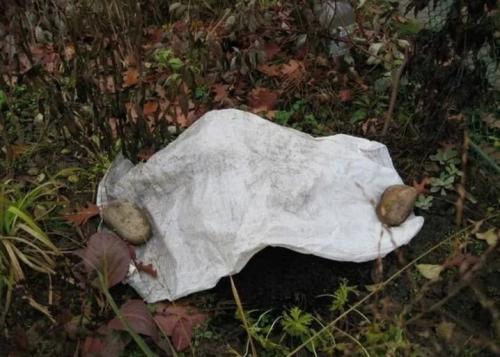 Как подготовить лилиейники к зиме. Подкормка 01