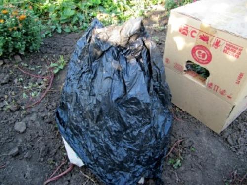 Как избавиться от клена на участке навсегда. Почему американский клен нужно уничтожать 10 Как избавиться от клена на участке навсегда. Почему американский клен нужно уничтожать 10