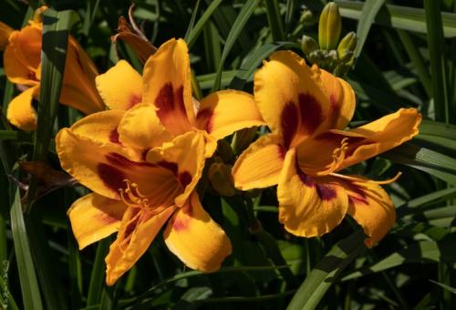 Как подготовить лилиейники к зиме. Подкормка 11