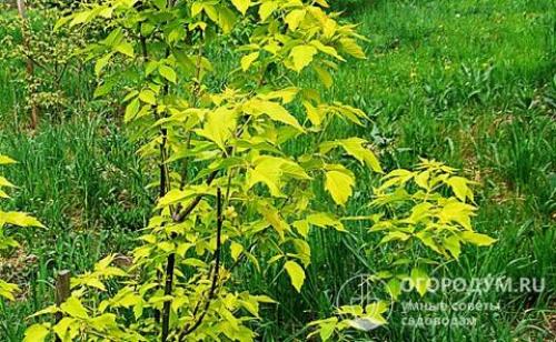 Аммиачная селитра против клена. Как избавиться от клена на участке