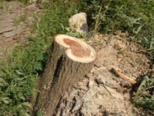 Как избавиться от клена на участке навсегда. Почему американский клен нужно уничтожать 09 Как избавиться от клена на участке навсегда. Почему американский клен нужно уничтожать 09