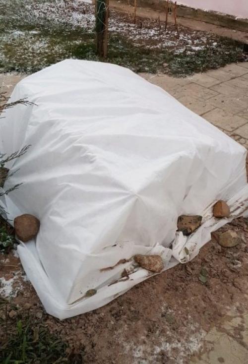 Как подготовить лилиейники к зиме. Подкормка 02