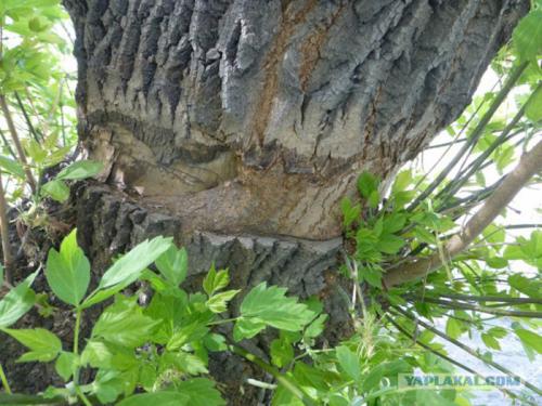 Как избавиться от американского клена. Американский клен, как уничтожить?