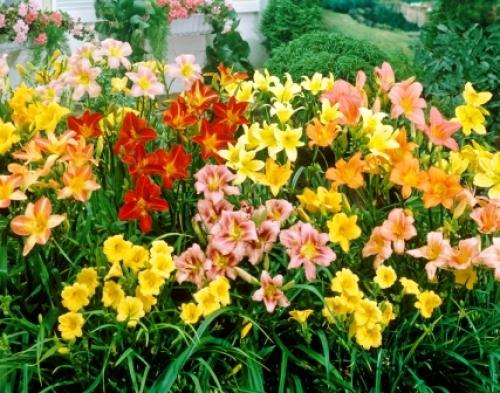 Как подготовить лилиейники к зиме. Подкормка 04