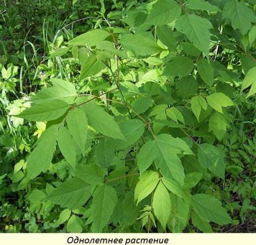 Чем убить клен. Как появился американский клен в Европе