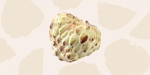 Черимойя: от семян до зрелых плодов 03 Черимойя: от семян до зрелых плодов 03