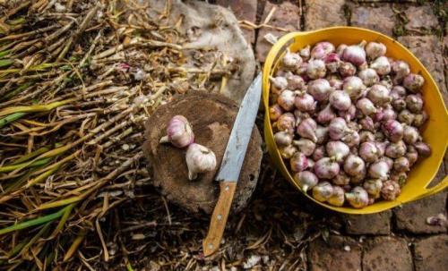 Как правильно хранить и использовать чеснок для получения максимального вкуса 13