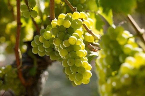 Сорт винограда на к. Лучшие сорта винограда для вина: фото, названия и описания (каталог)