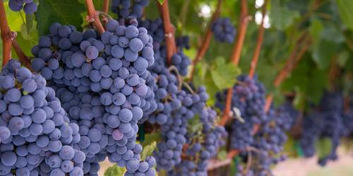 Выбор идеального сорта винограда для вашего вина 15 Выбор идеального сорта винограда для вашего вина 15