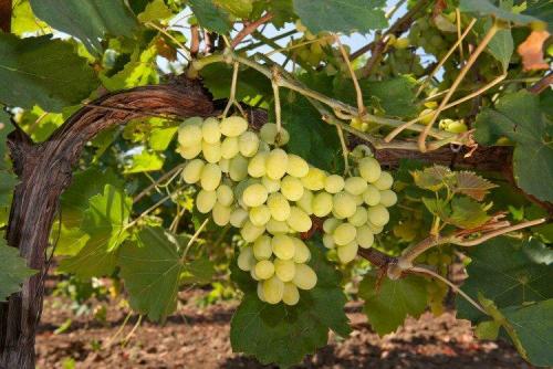 Сорт винограда на к. Лучшие сорта винограда для вина: фото, названия и описания (каталог)