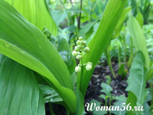 Как рассадить ландыши. Посадка и уход в саду