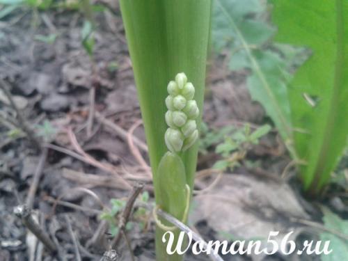 Как рассадить ландыши. Посадка и уход в саду