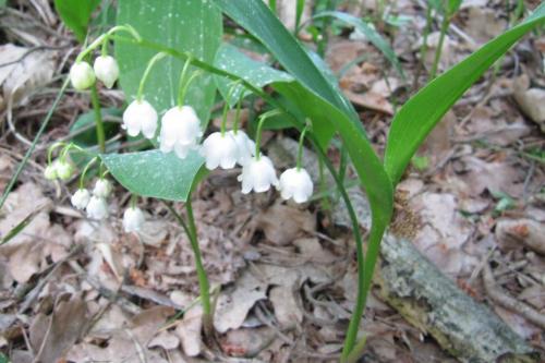 Семена ландыша. Ботаническое описание