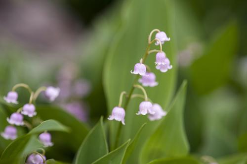 Ландыш садовый высокий. Ландыш майский (Convalaria majalis)