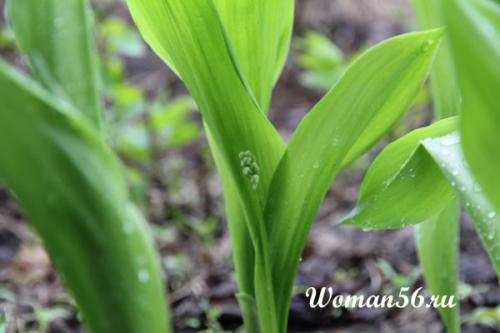 Как рассадить ландыши. Посадка и уход в саду