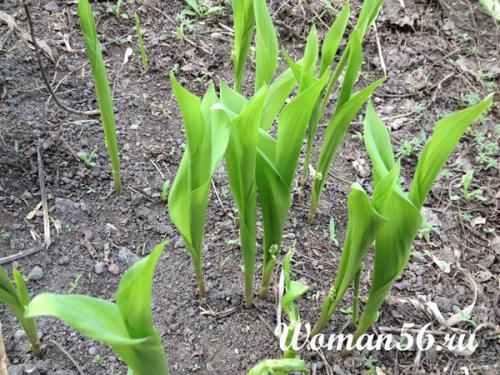 Как рассадить ландыши. Посадка и уход в саду