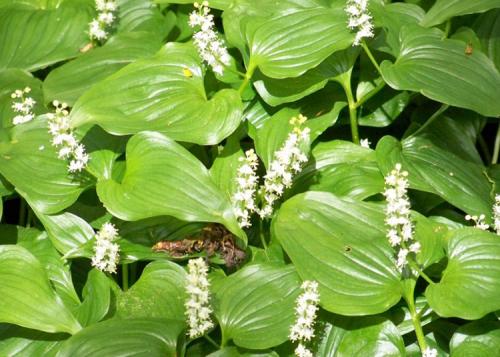 Ландыш садовый высокий. Ландыш майский (Convalaria majalis)