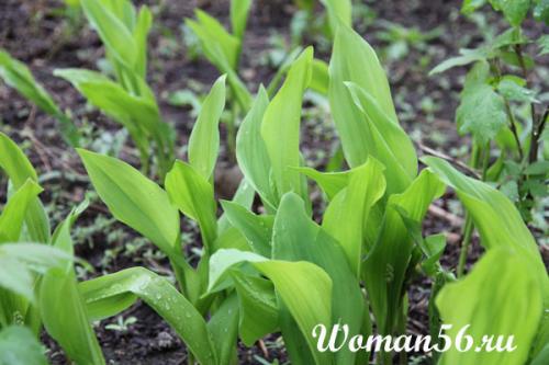 Как рассадить ландыши. Посадка и уход в саду