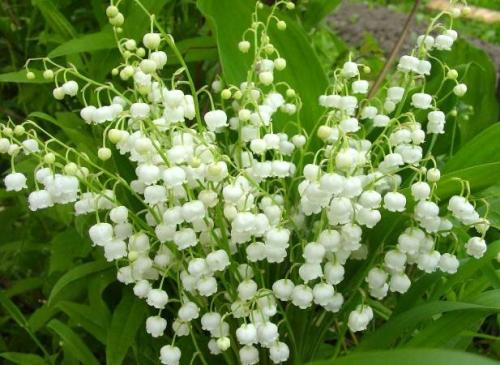 Ландыш посадка и уход в открытом грунте осенью. Посадка 09