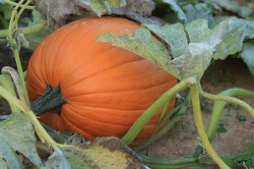 Как правильно хранить готовые цукаты. Как сохранить тыкву. Цукаты из тыквы