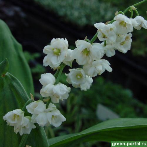 Когда сажать ландыши весной. Сроки и выбор места 06