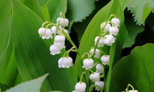 Ландыши дома приметы. Приметы и суеверия