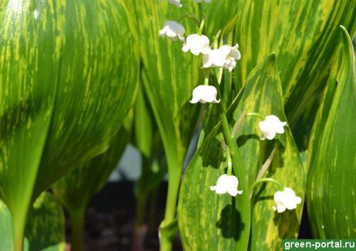Когда сажать ландыши весной. Сроки и выбор места 12