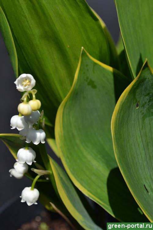 Когда сажать ландыши весной. Сроки и выбор места 13