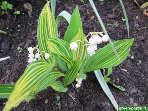 Когда сажать ландыши весной. Сроки и выбор места 10