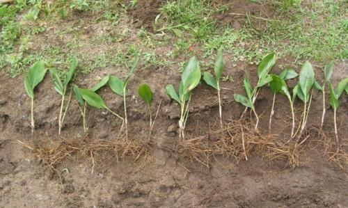 Как сажать ландыши семенами. Премудрости посадки и особенности размножения