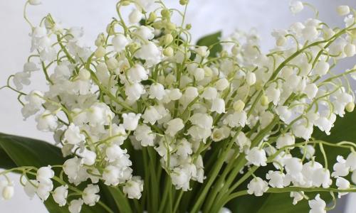 Ландыши дома приметы. Приметы и суеверия