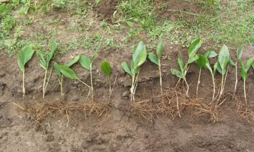 Когда сажать ландыши весной. Сроки и выбор места 16