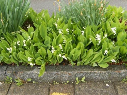 Когда сажать ландыши весной. Сроки и выбор места 04