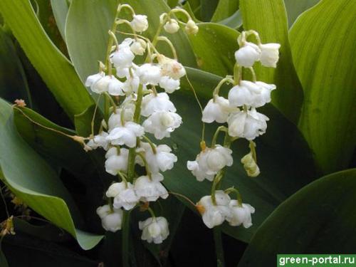 Когда сажать ландыши весной. Сроки и выбор места 07