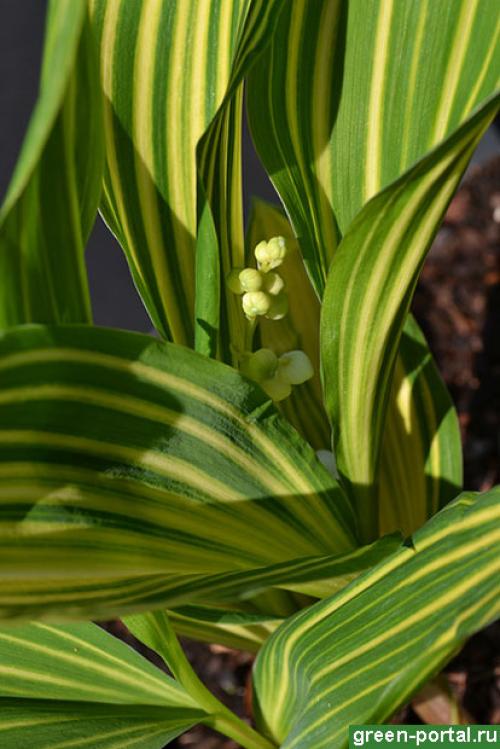 Когда сажать ландыши весной. Сроки и выбор места 09