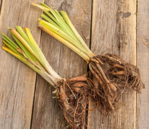 Как продлить цветение лилейников в сентябре. Деление лилейников осенью