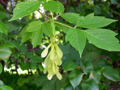 Дерево сорняк. мусорное дерево, дерево-паразит