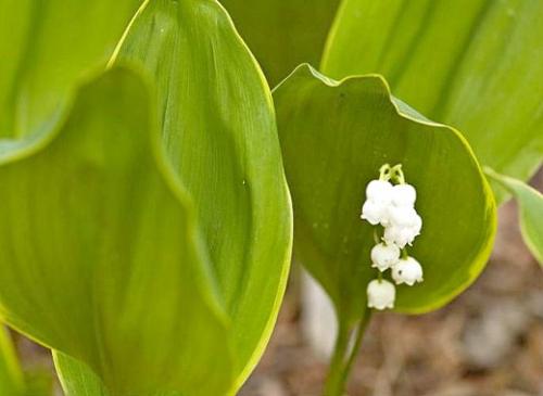 Как оградить ландыши. Навигация по записям