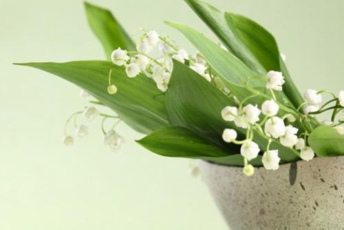 Ландыши ядовитые. Является ли ландыш ядовитым растением