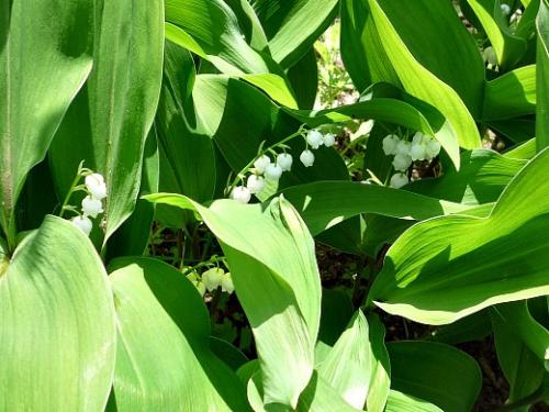 Как оградить ландыши. Навигация по записям